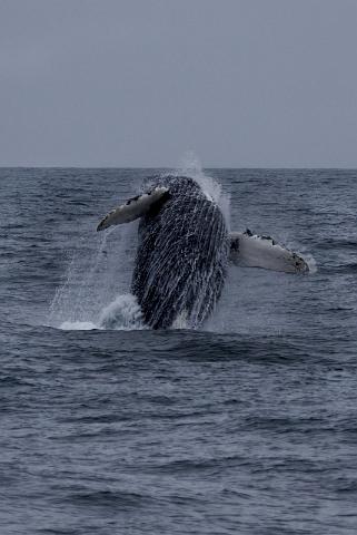 087 Seward, Kenai Fjords NP, Walvis.jpg